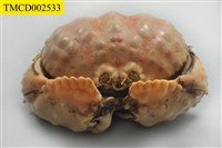 藏品(逍遙饅頭蟹)的圖片